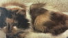 Calico Jones - Photo 2