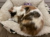 Calico Jones - Photo 3