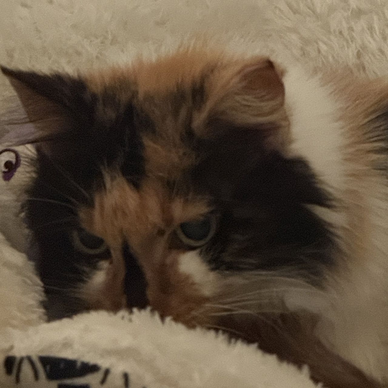 Calico Jones Image