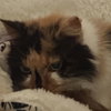 Calico Jones - Photo 1