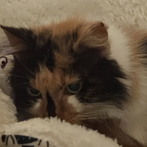 Calico Jones, an adoptable Domestic Long Hair in Tampa, FL