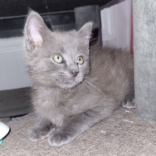 Jin, Baby Domestic Short Hair (short coat), cat for adoption in Pinellas Park, Florida