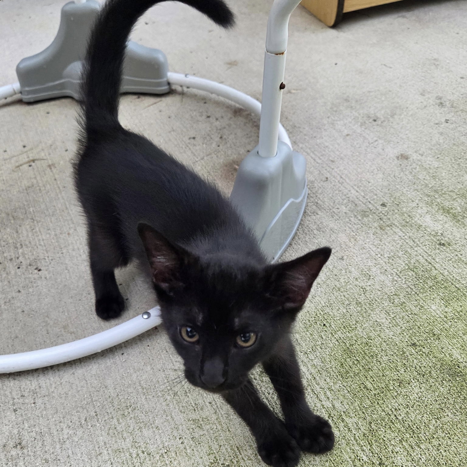Binx, photo 2