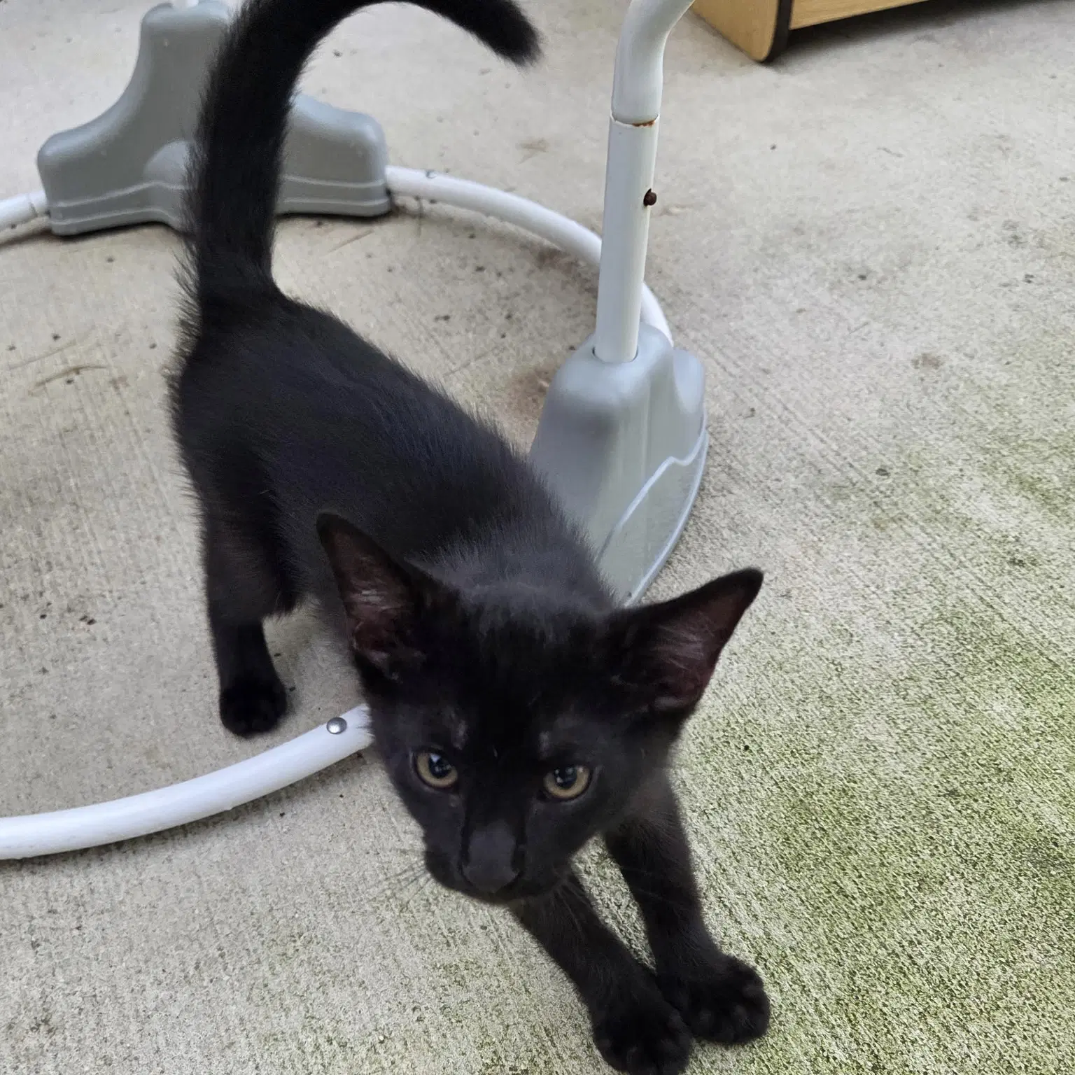 Binx - Domestic Short Hair