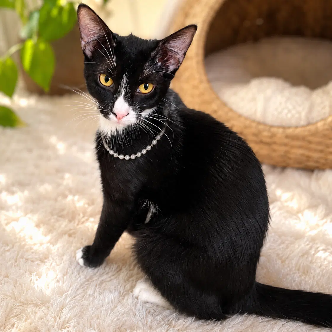 Dotti - Domestic Short Hair
