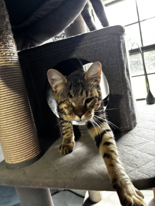 Photo 6 of Pirate
