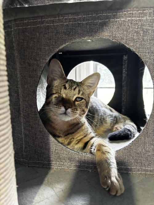Pirate, a cat for adoption from Rebels Rescue Inc.
