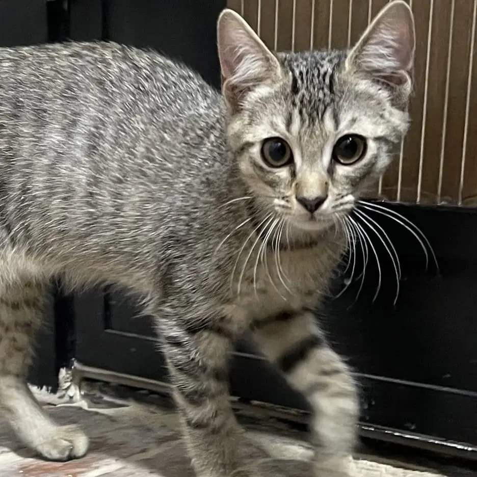 Gatlin - Domestic Short Hair