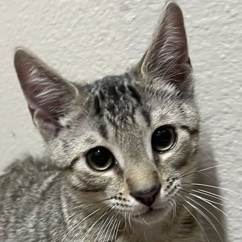 Memphis, a cat for adoption from Rebels Rescue Inc.