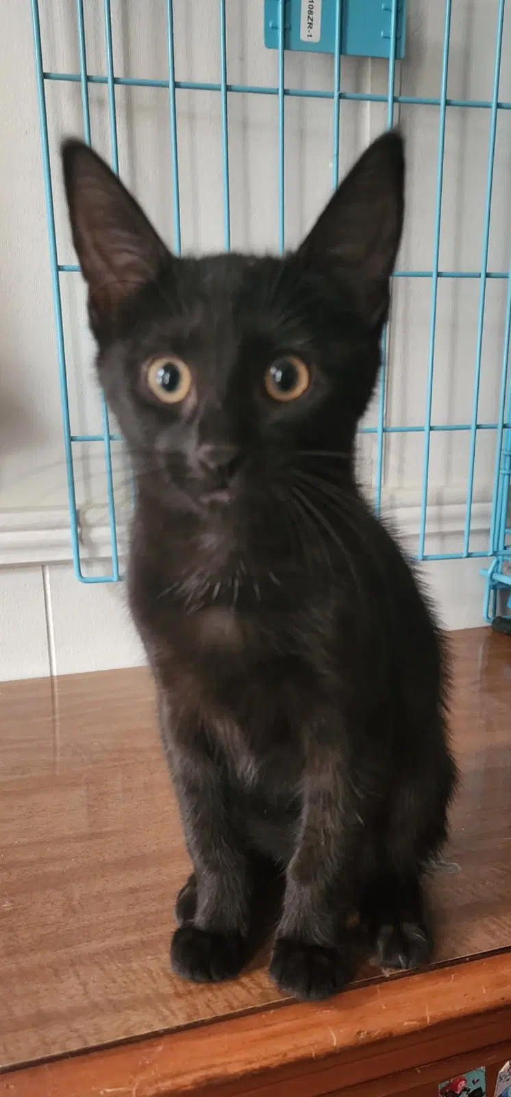 Cha Cha - Domestic Short Hair