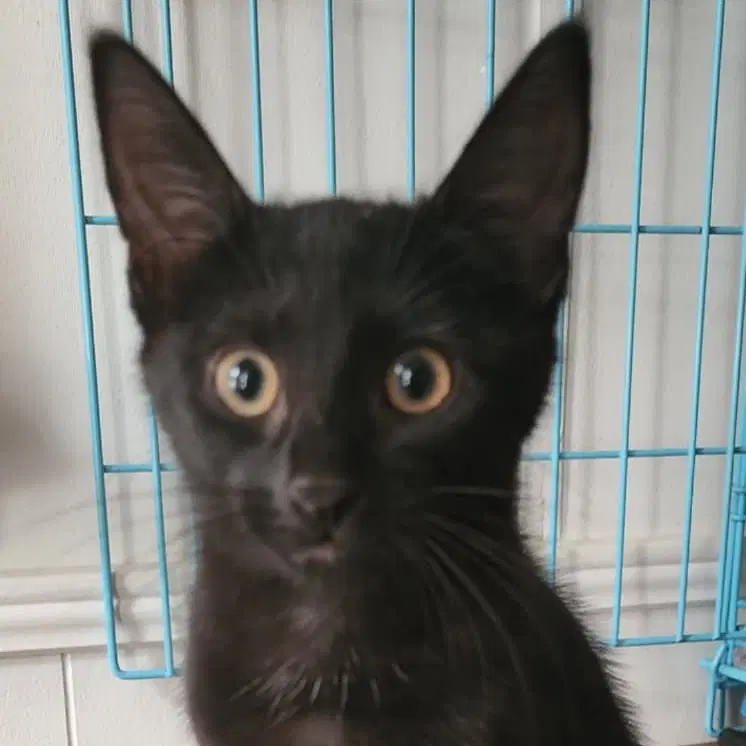 Cha Cha - Domestic Short Hair