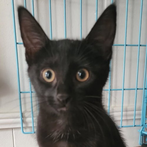 Cha Cha, a cat for adoption from Rebels Rescue Inc.