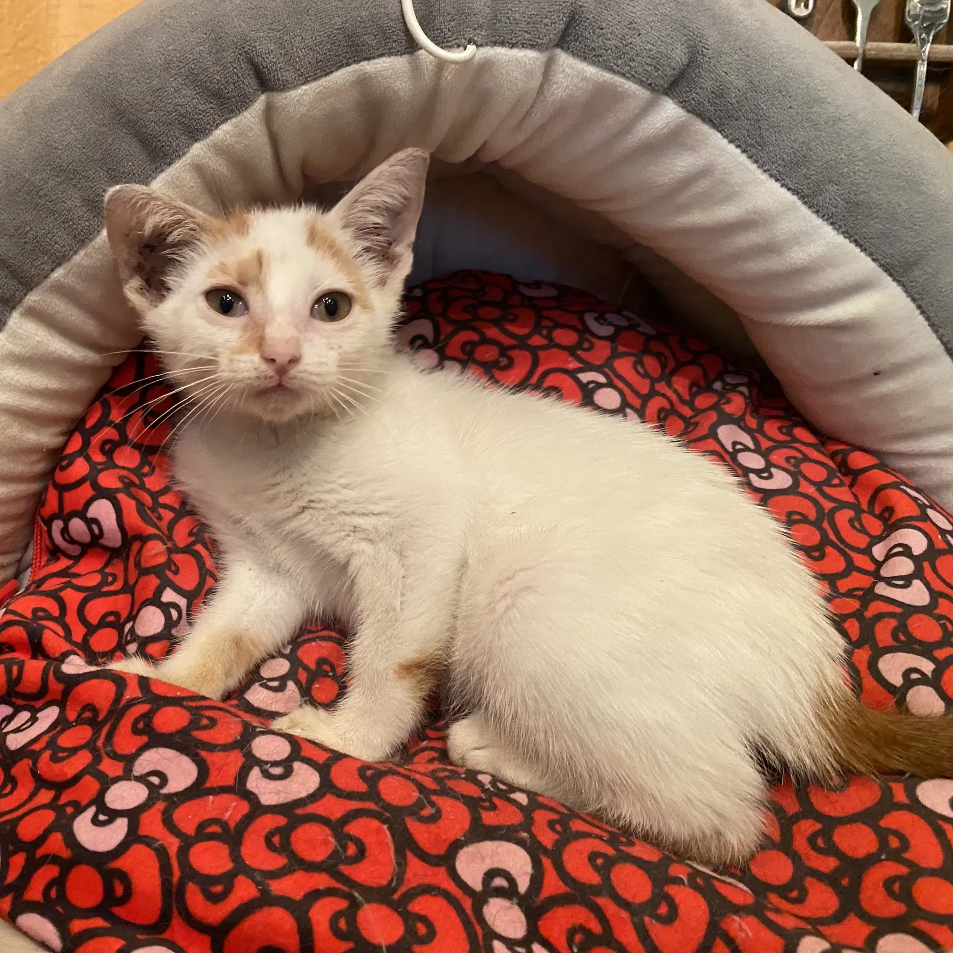 Chai - Domestic Short Hair