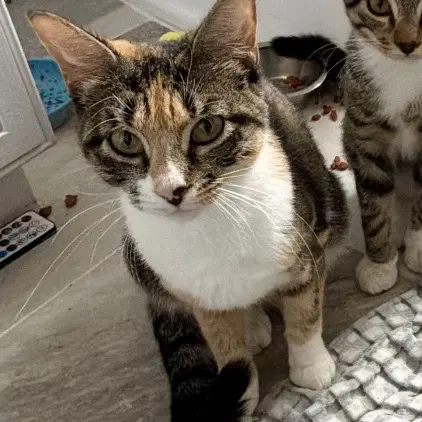 Tessa - Domestic Short Hair