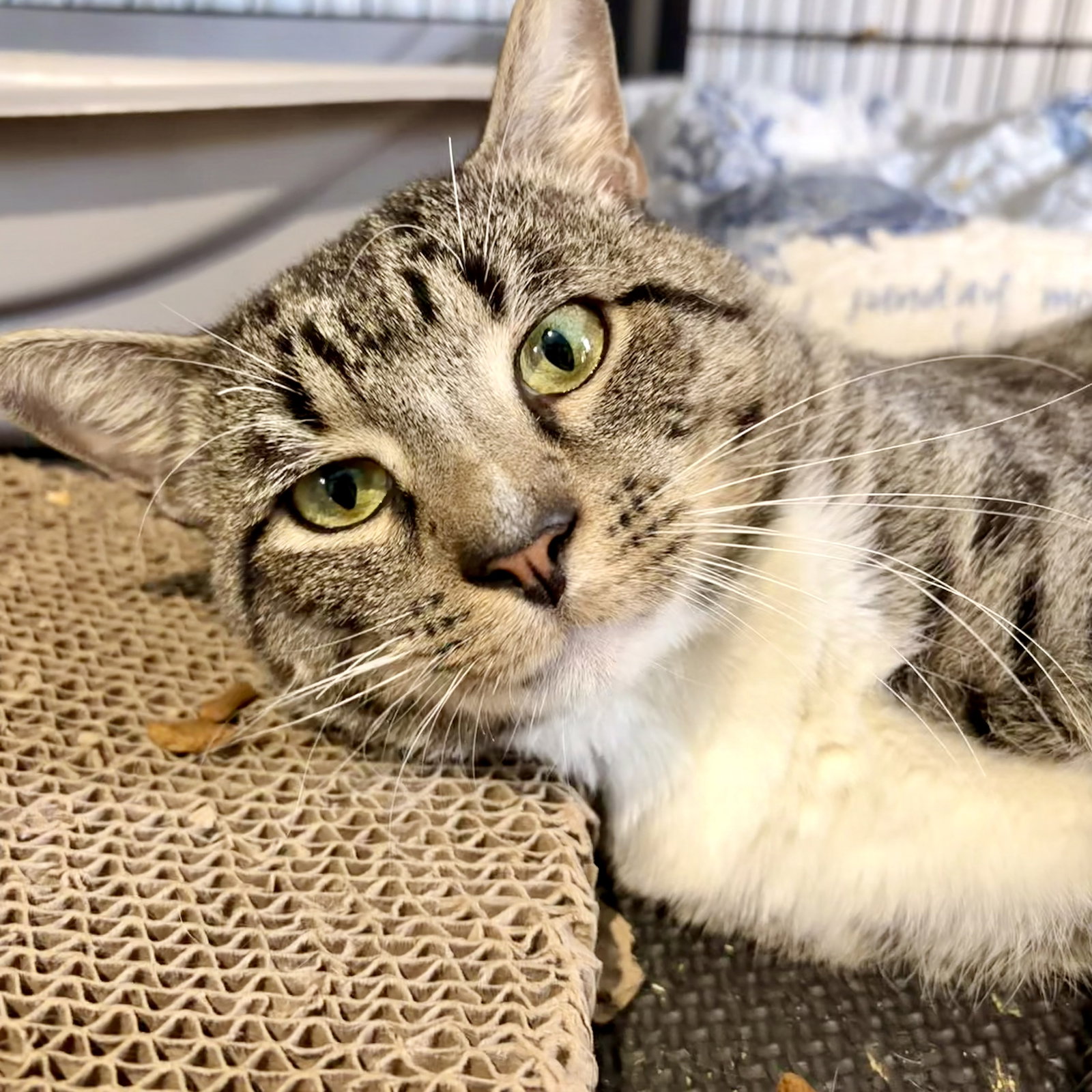 Trevor, Domestic Short Hair