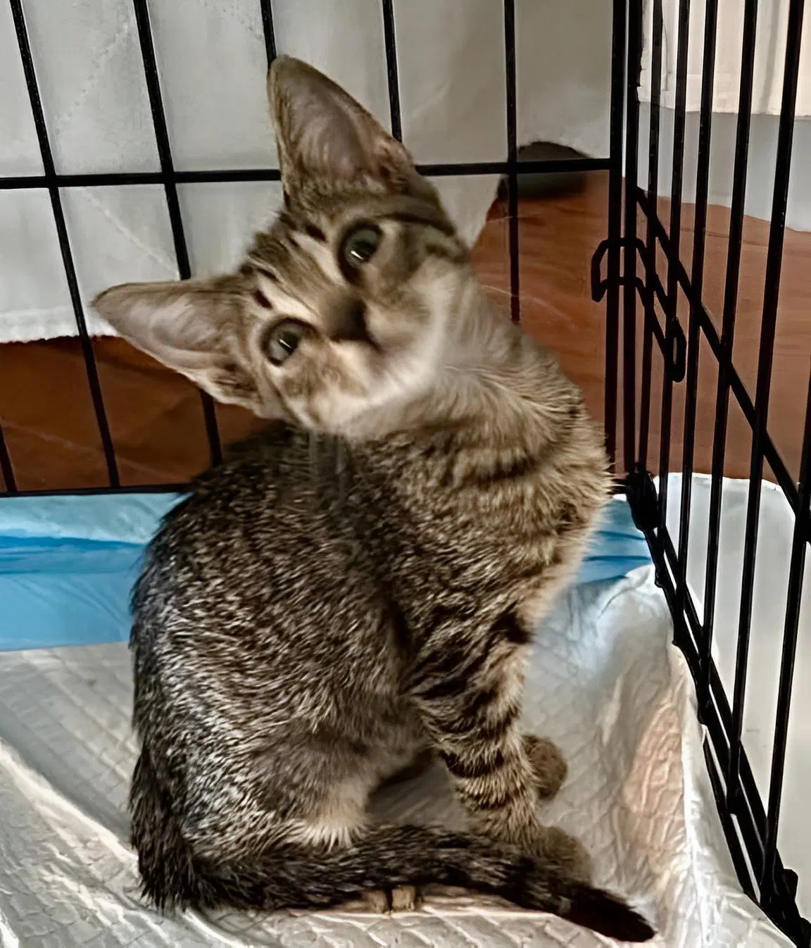 Tot - Domestic Short Hair