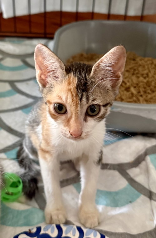 Tofu