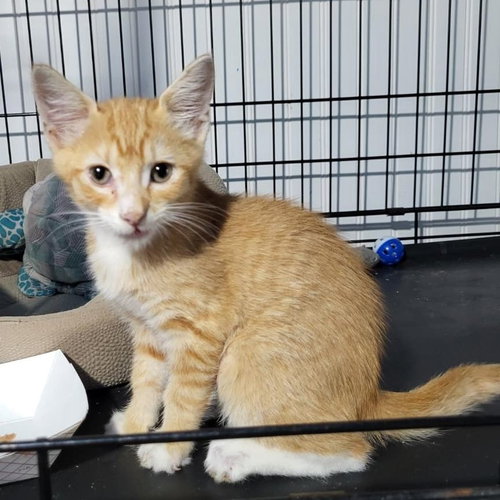 BooBoo, a cat for adoption from Rebels Rescue Inc.