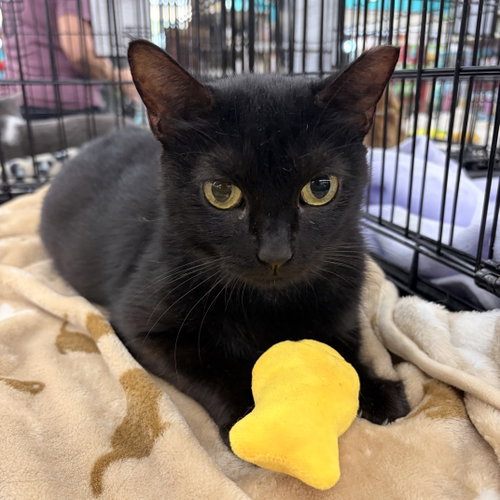 Merry, a cat for adoption from Rebels Rescue Inc.