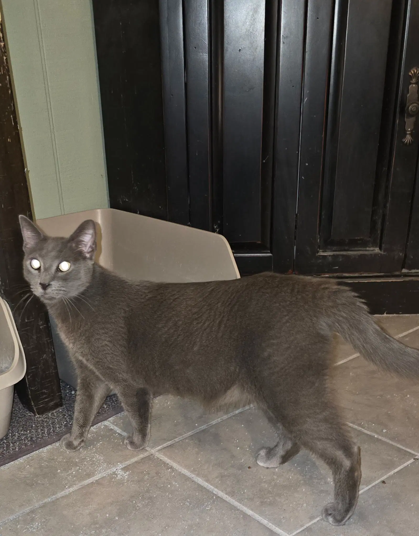 Frodo - Domestic Short Hair