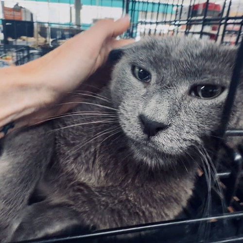 Frodo, a cat for adoption from Rebels Rescue Inc.