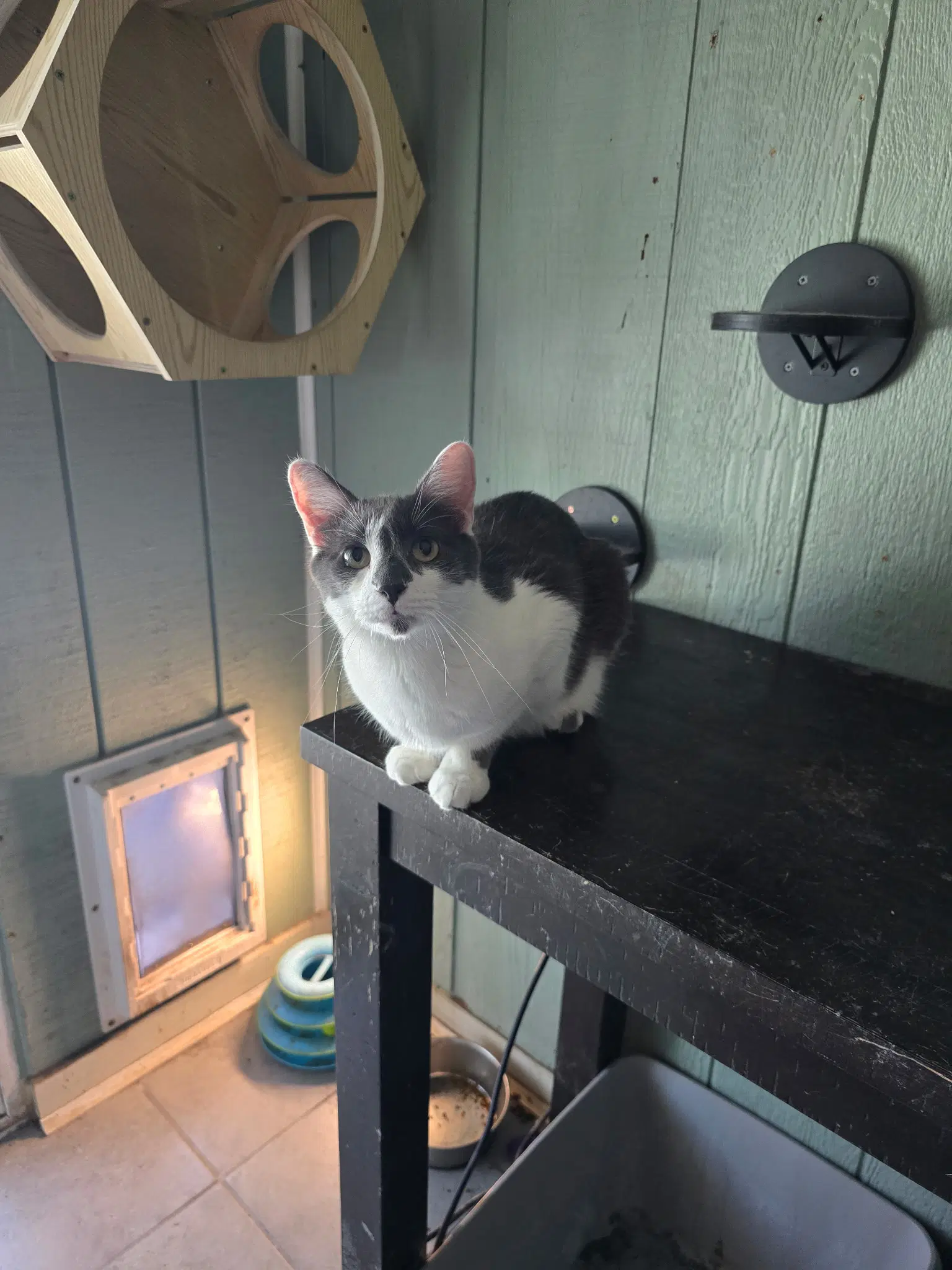 Fievel - Domestic Short Hair