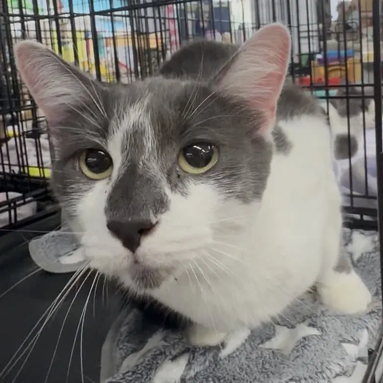 Fievel - Domestic Short Hair