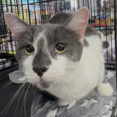 Fievel, a cat for adoption from Rebels Rescue Inc.