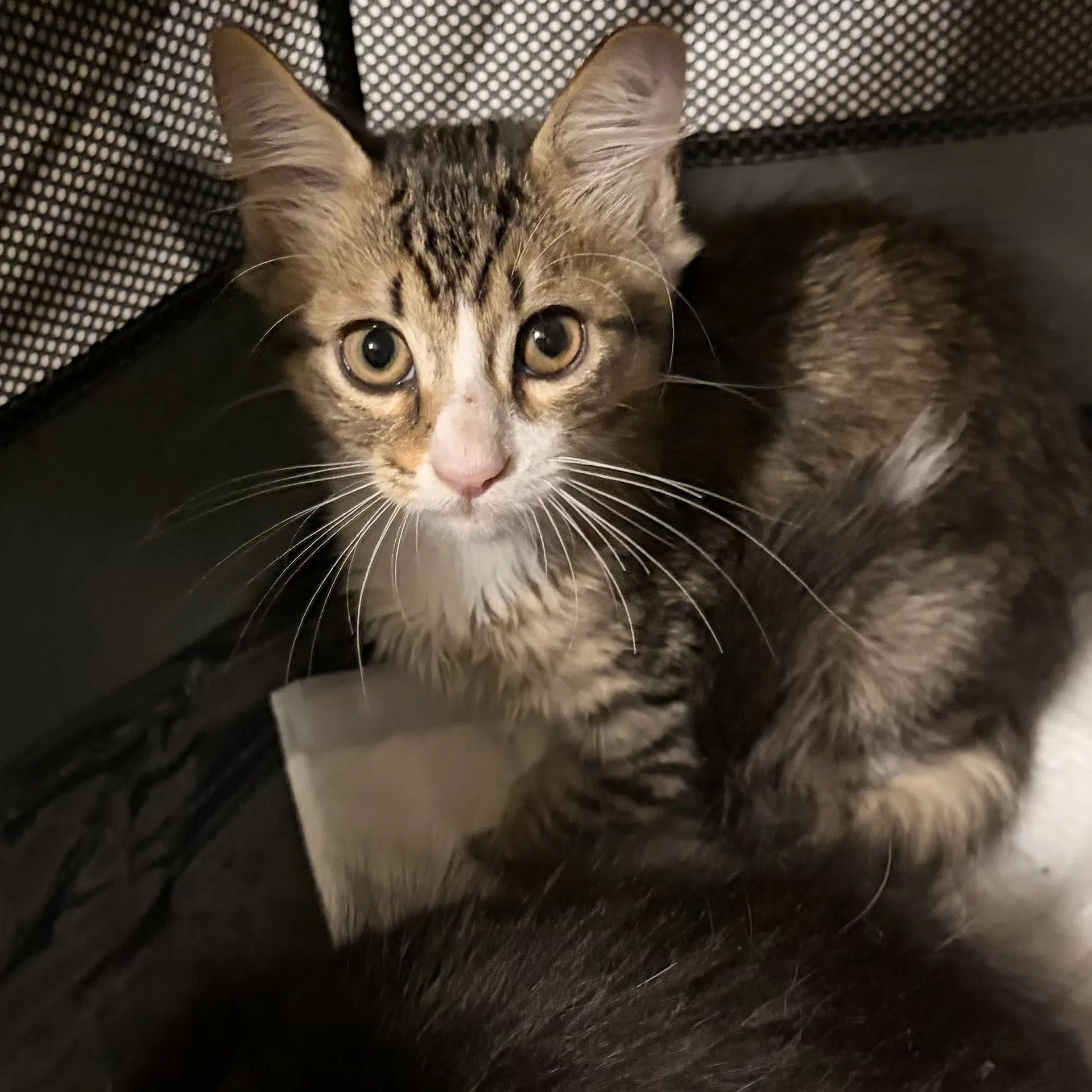 Whiskey - Domestic Short Hair