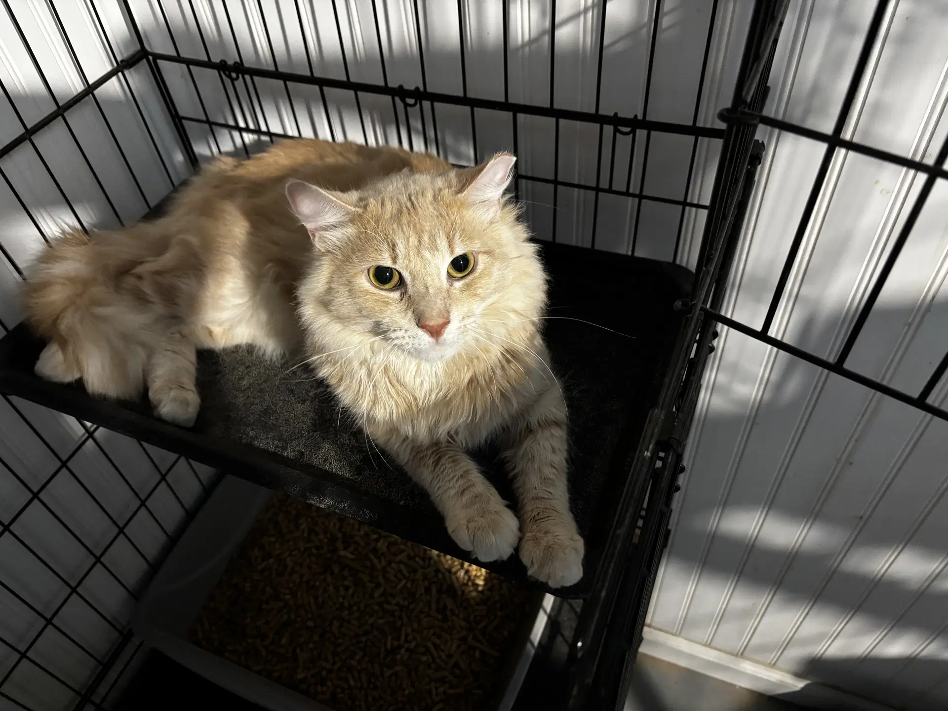 Leo - Domestic Long Hair
