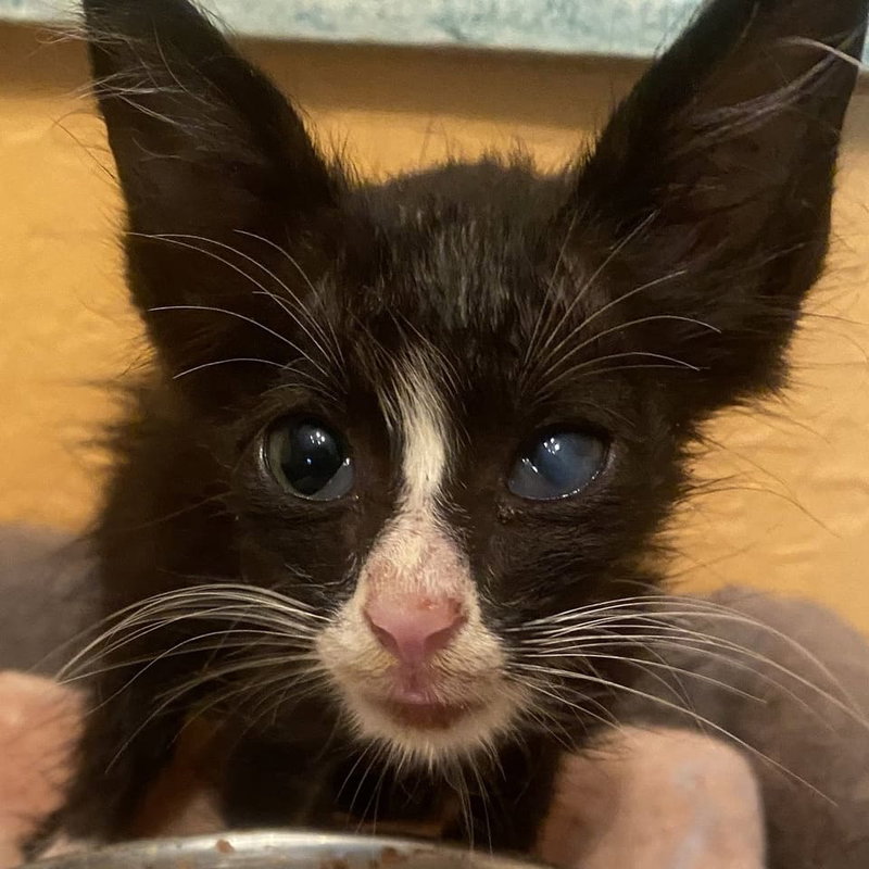 Umbreon, a male kitten up for adoption