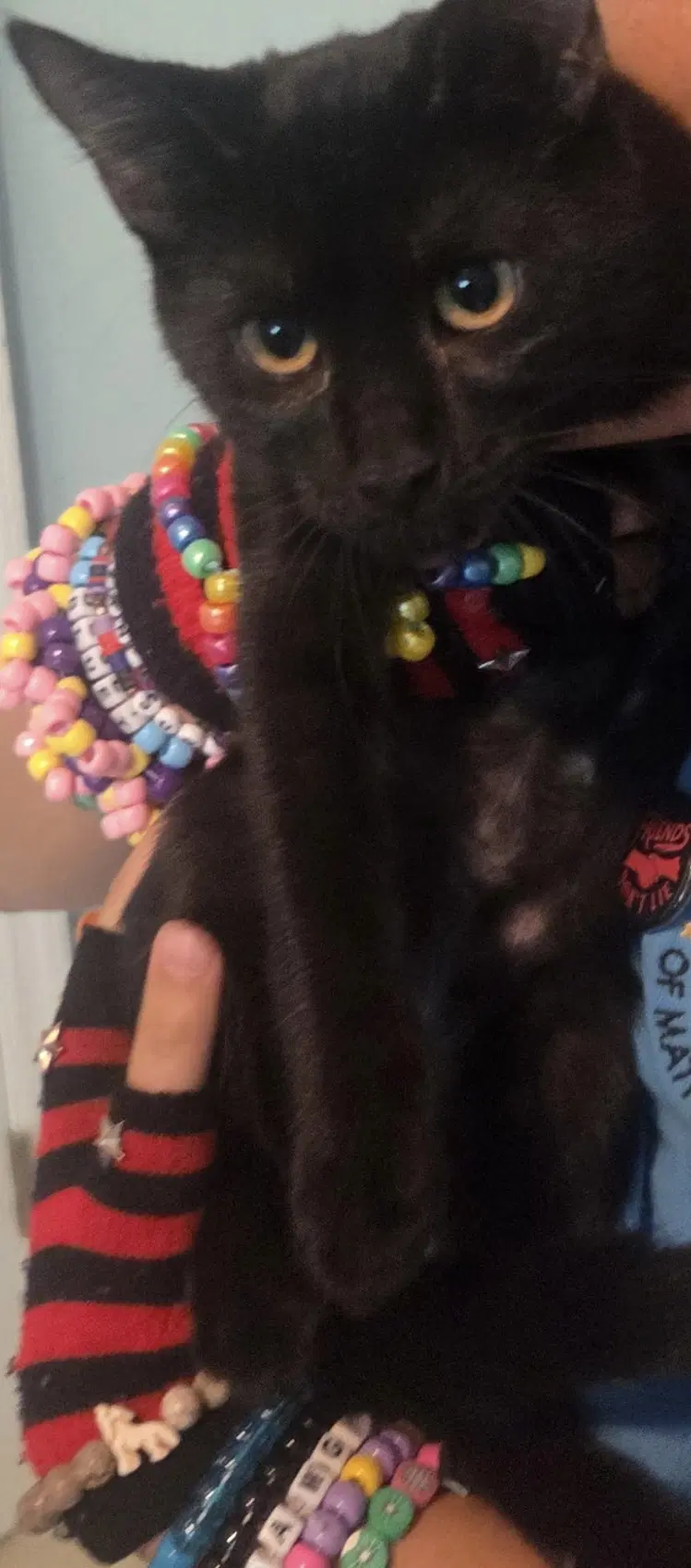 Abbey - Domestic Short Hair