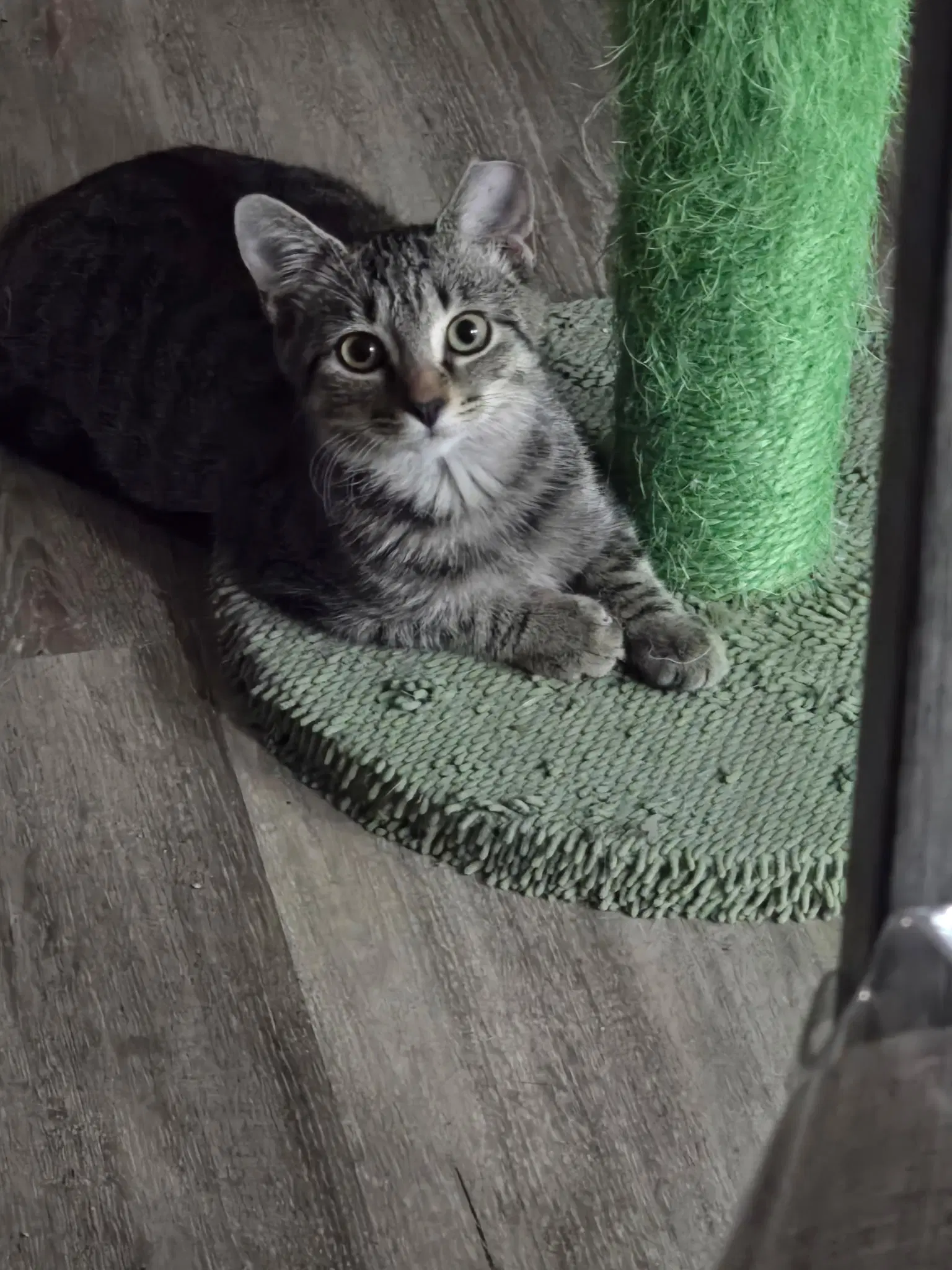 Widget - Domestic Short Hair