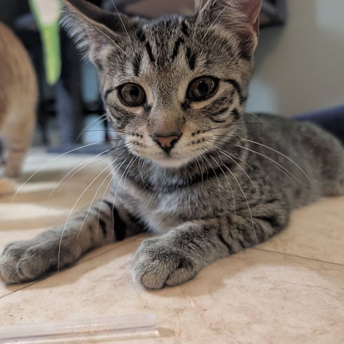 Widget, a cat for adoption from Rebels Rescue Inc.