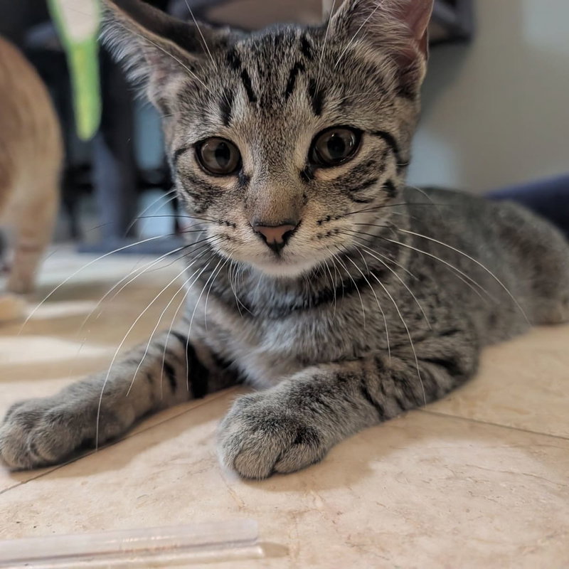 Widget, a young female cat up for adoption