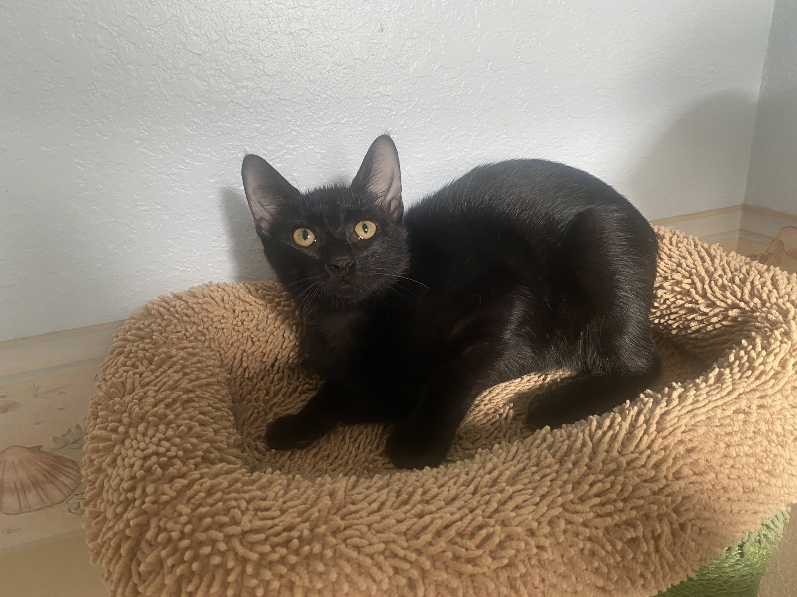 Raven, Domestic Short Hair