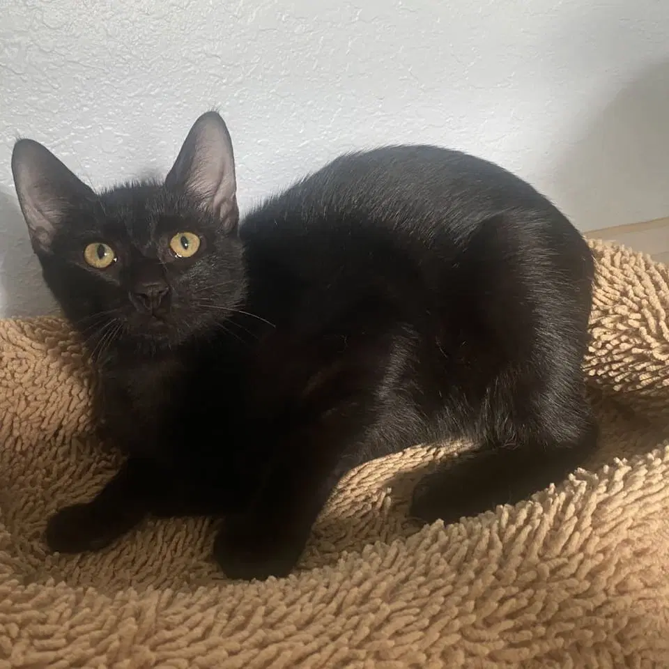 Raven - Domestic Short Hair