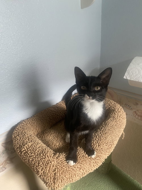 Dove, a cat for adoption from Rebels Rescue Inc.