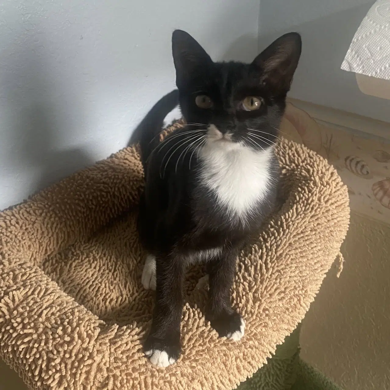 Dove - Domestic Short Hair