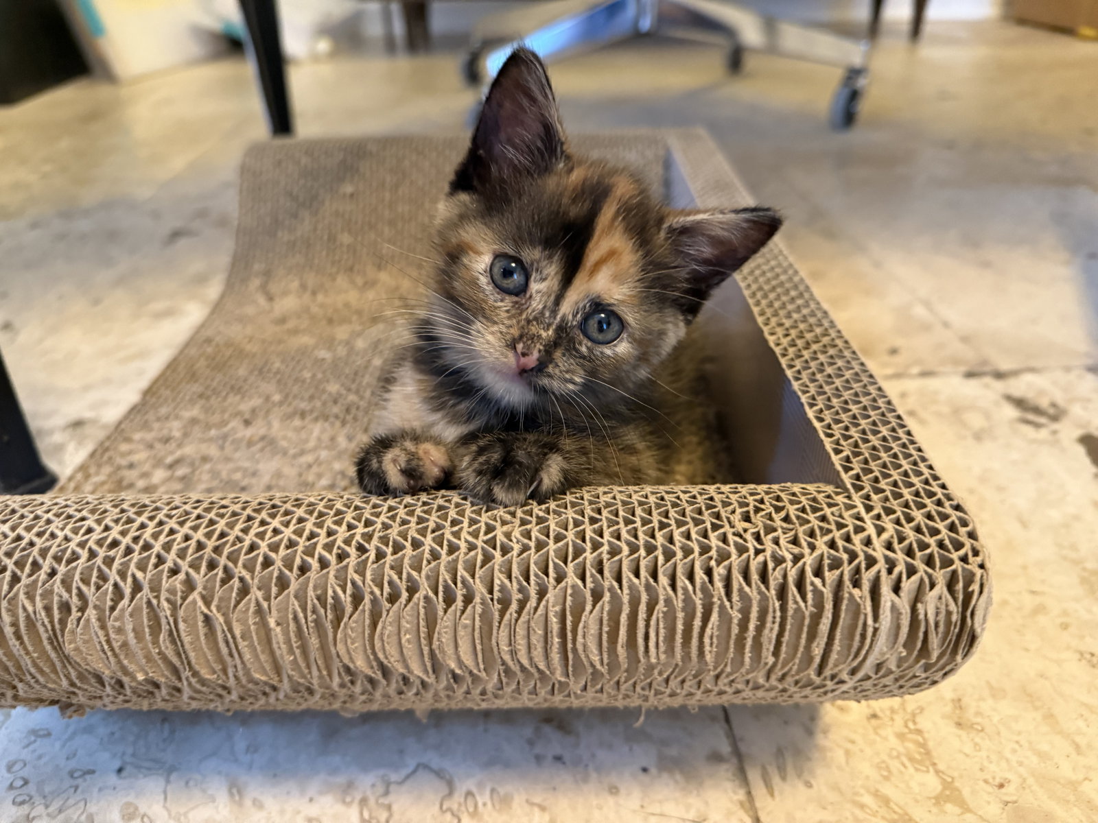 Vega, Domestic Short Hair