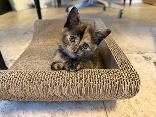 Vega, a cat for adoption from Rebels Rescue Inc.