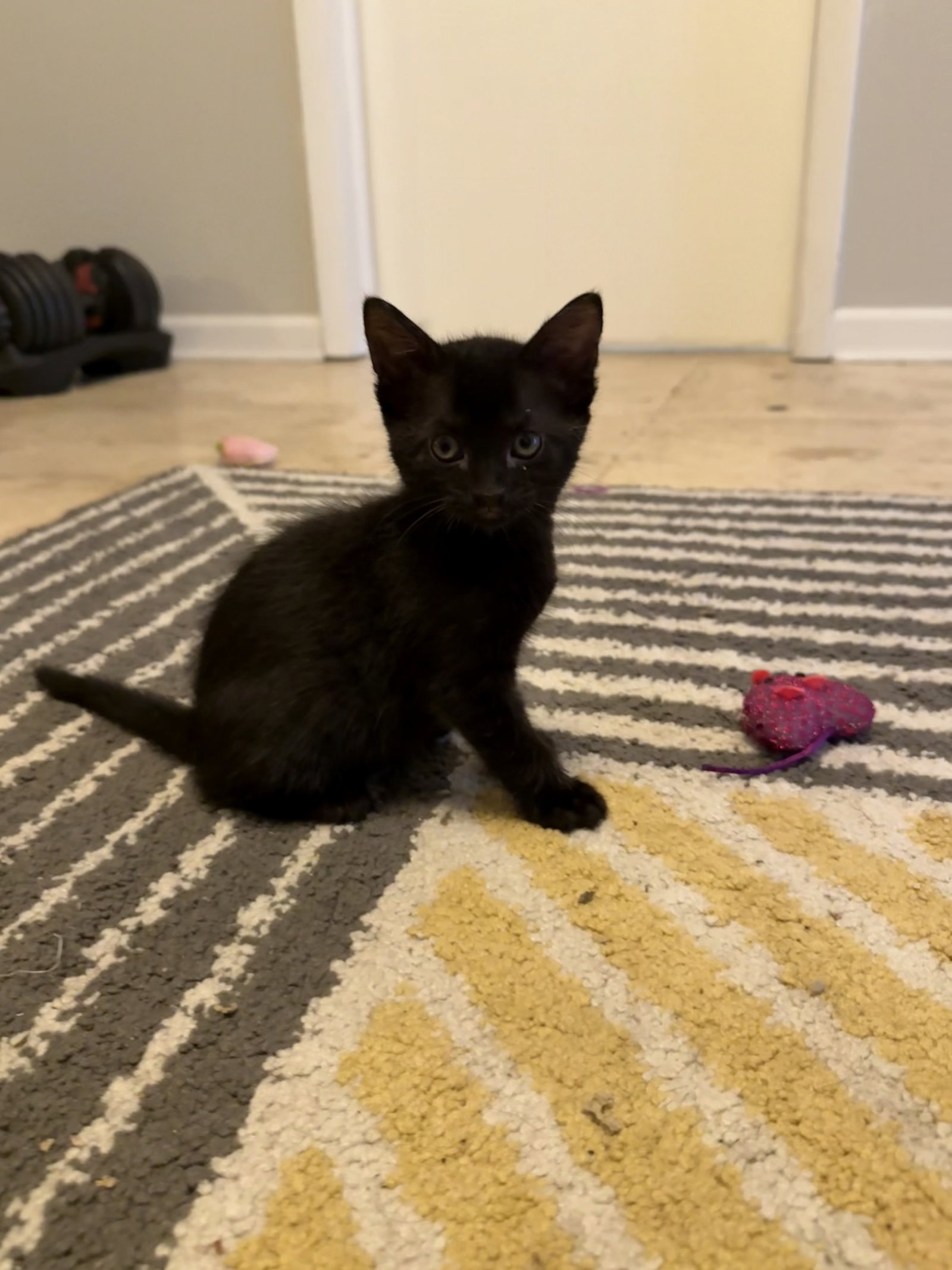 Vinny, Domestic Short Hair