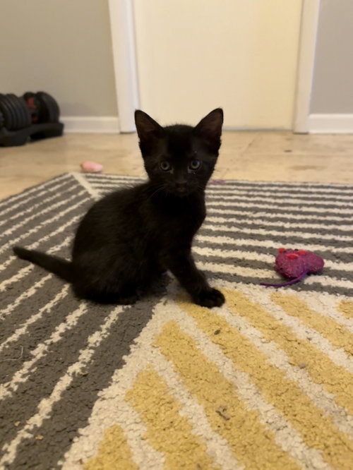 Vinny, a cat for adoption from Rebels Rescue Inc.