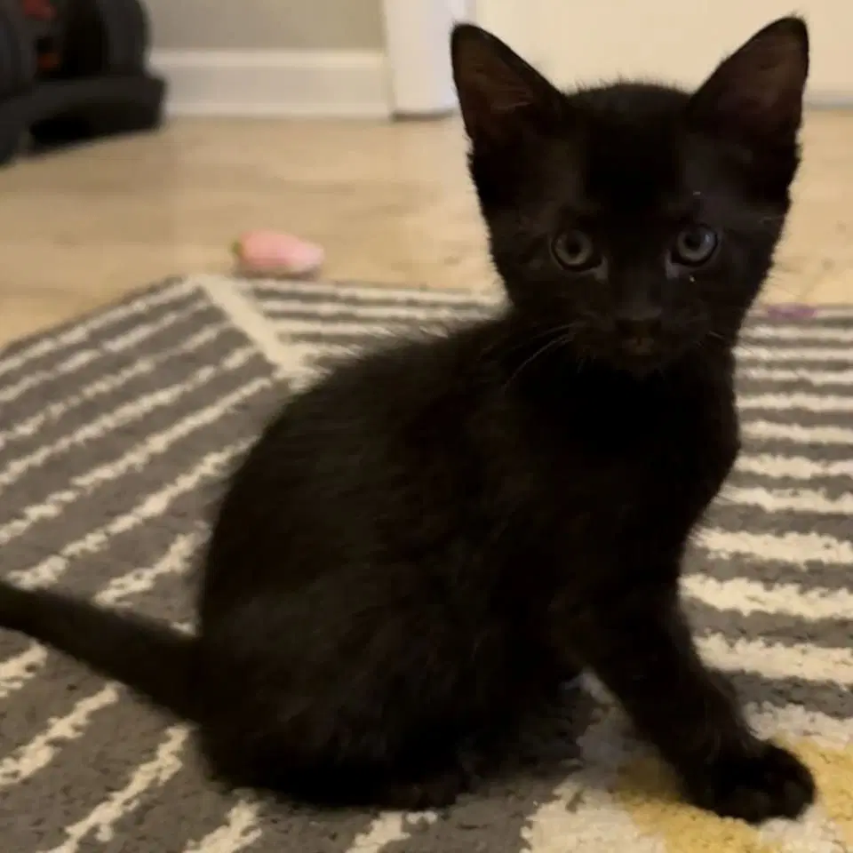 Vinny - Domestic Short Hair