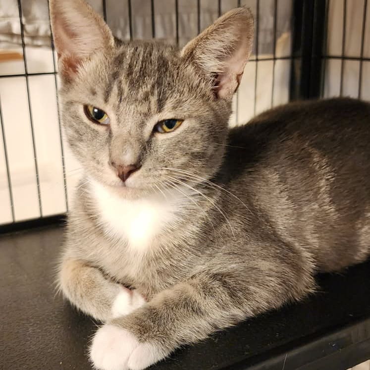 Silver, Domestic Short Hair