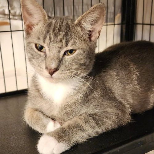 Silver, a cat for adoption from Rebels Rescue Inc.