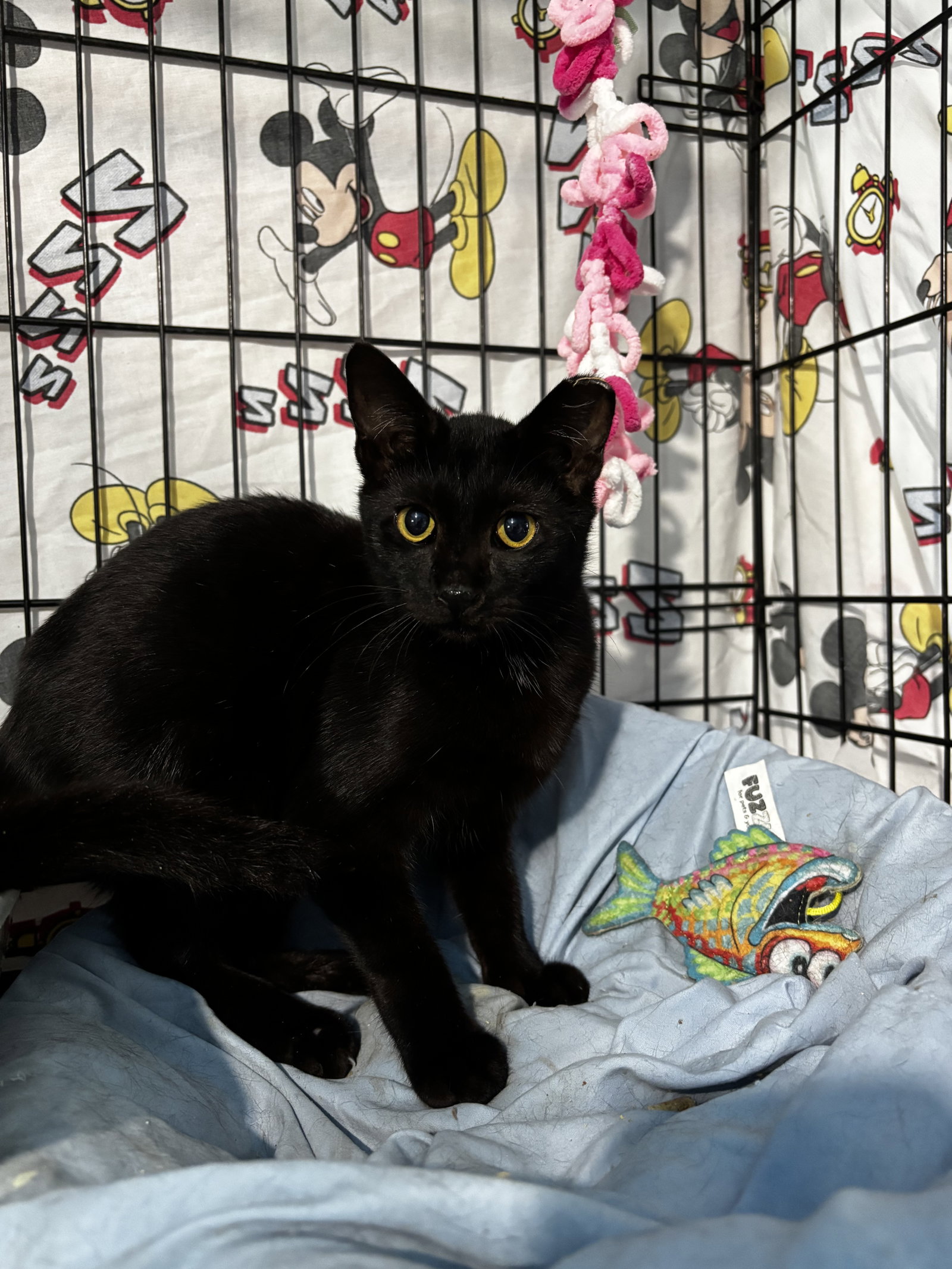 Froggy, Domestic Short Hair
