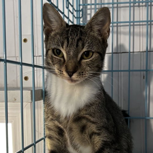 Jelly Fish, a cat for adoption from Rebels Rescue Inc.