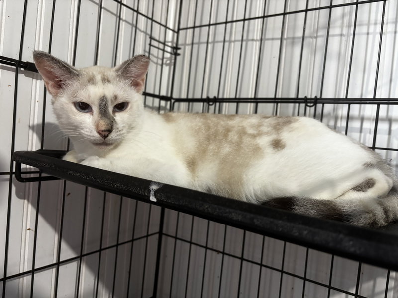 Khaleesi, photo 7
