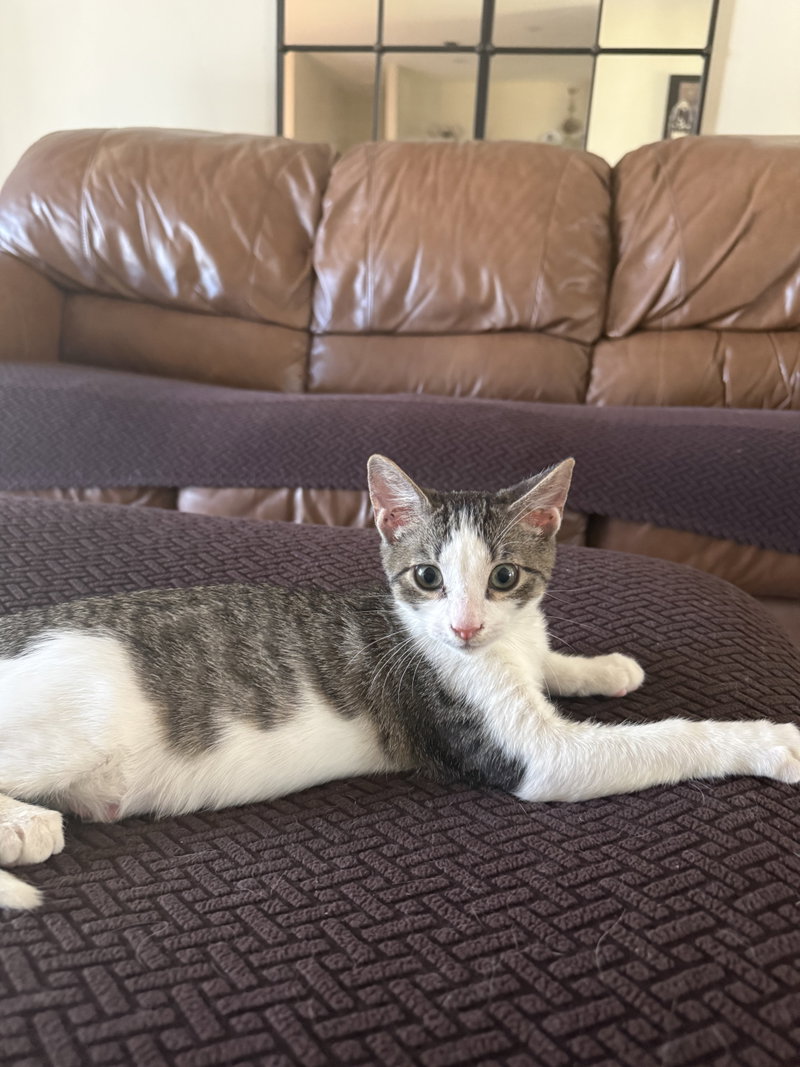 TinyTim, photo 2